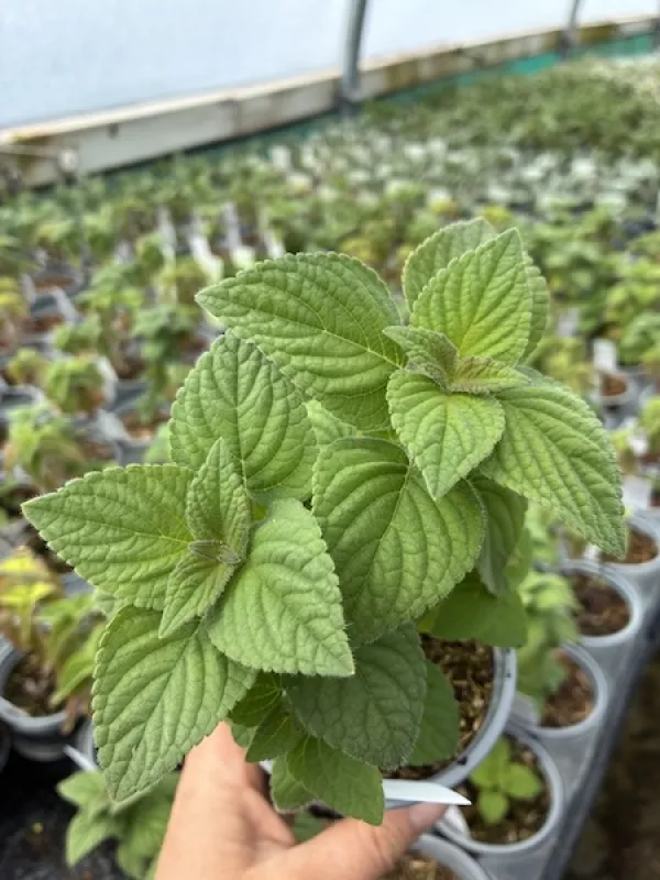 Honey Melon Sage